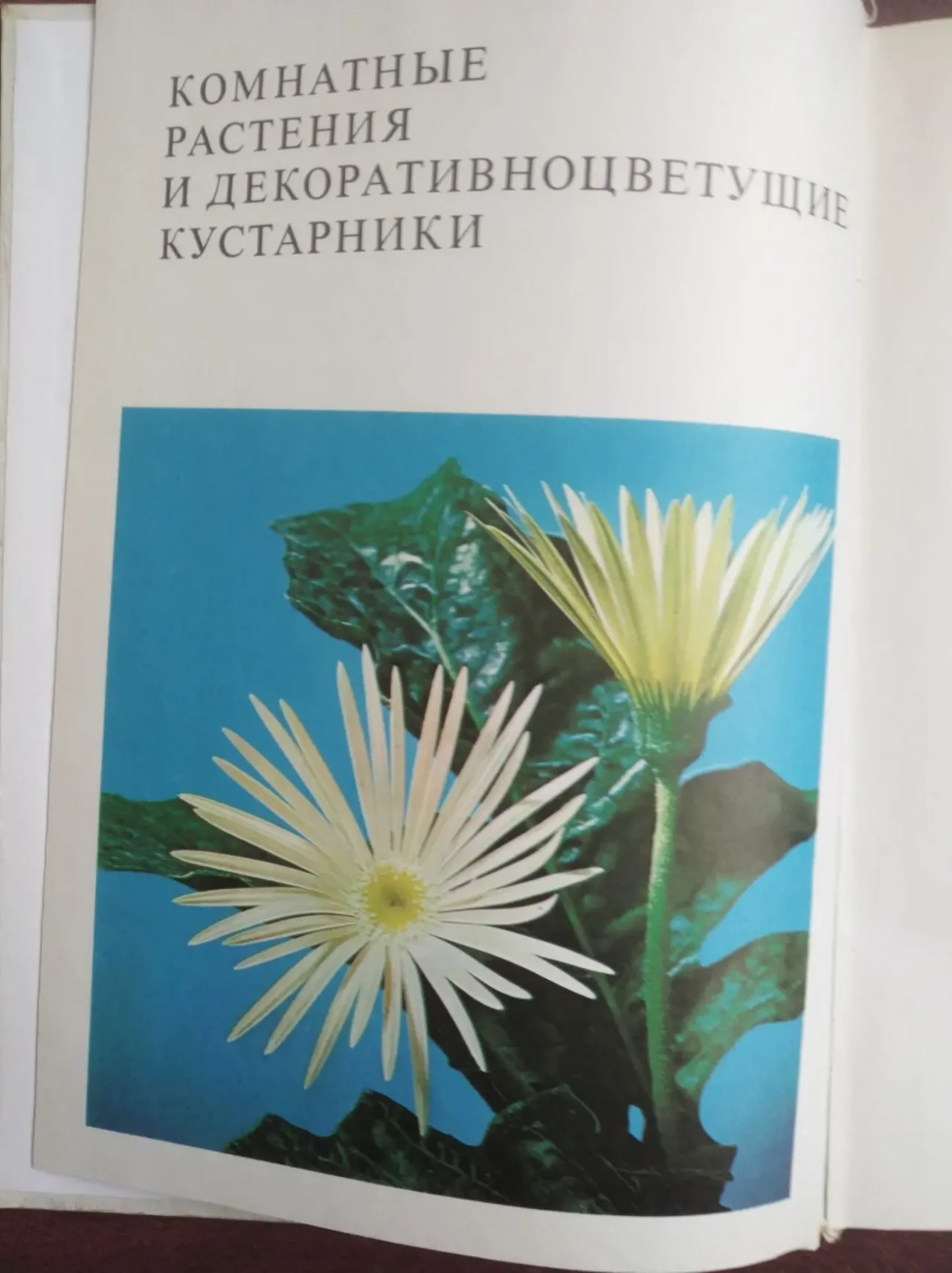 книгу Цветы. Комнатные растения и декоративнорастущие кустарники 2