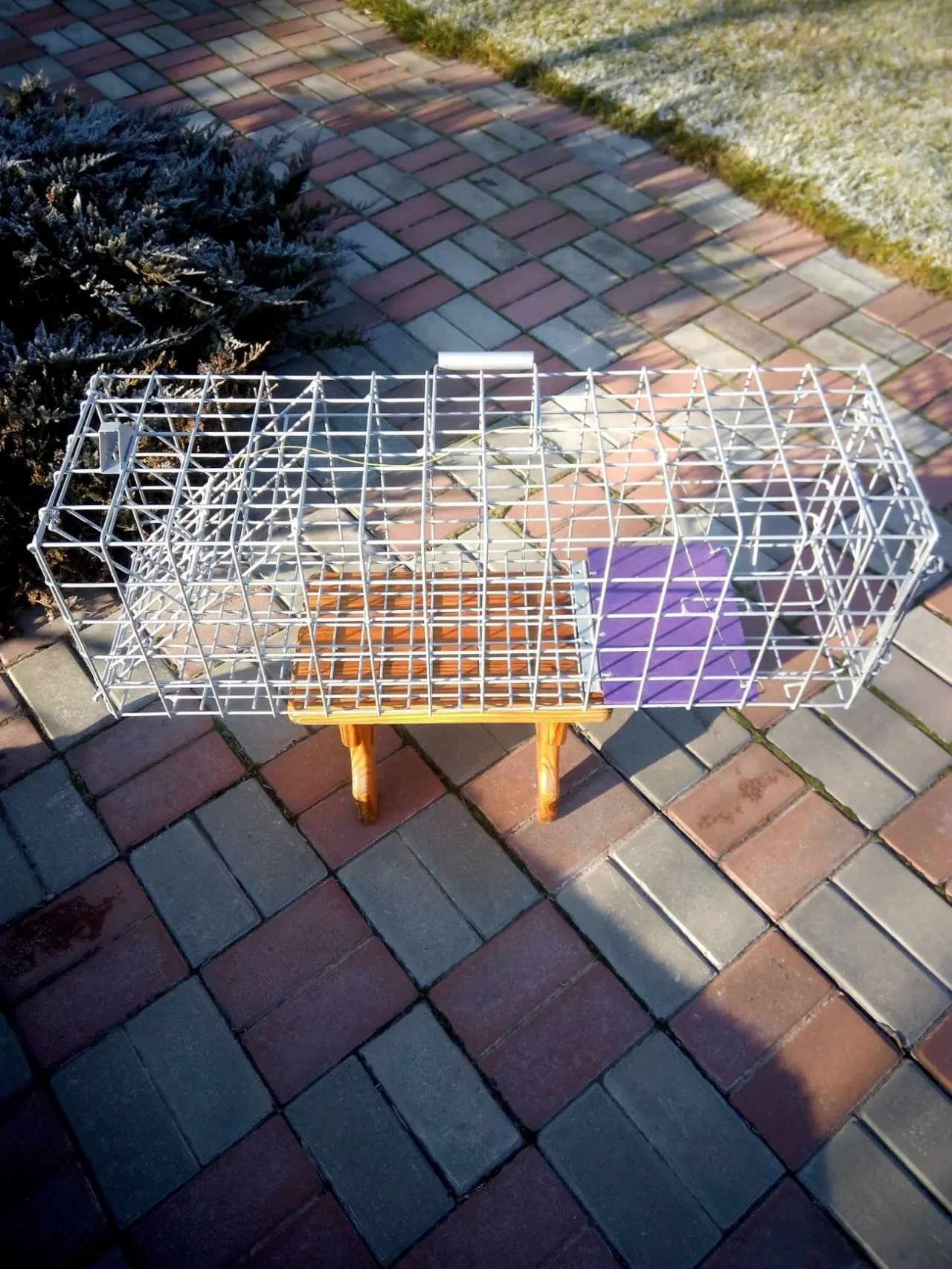 ПРОФЕСІЙНА пастка для собак котів Котоловка Собаколовка Живоловка 4