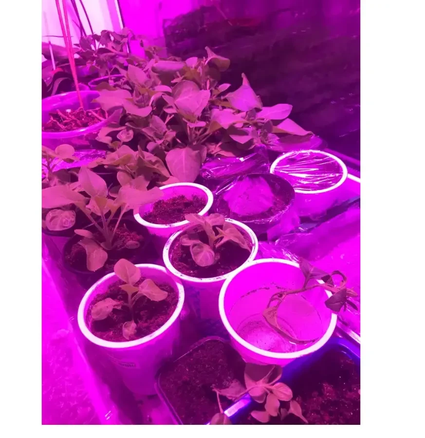 Фитолампа для растений, рассады, светильник полного спектра PARKSON 10