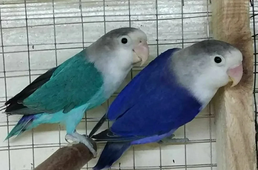 Волнистые попугаи неразлучники кореллы 2