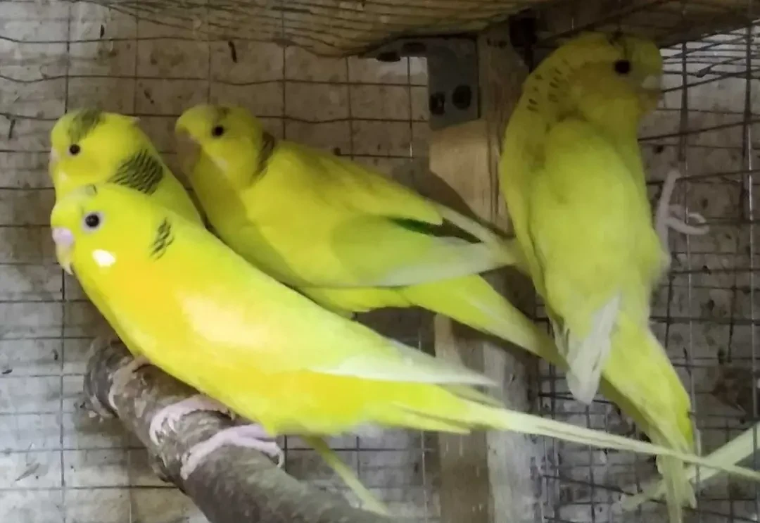 Волнистые попугаи неразлучники кореллы 6