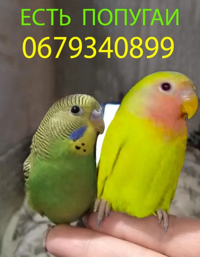 Волнистые попугаи неразлучники кореллы