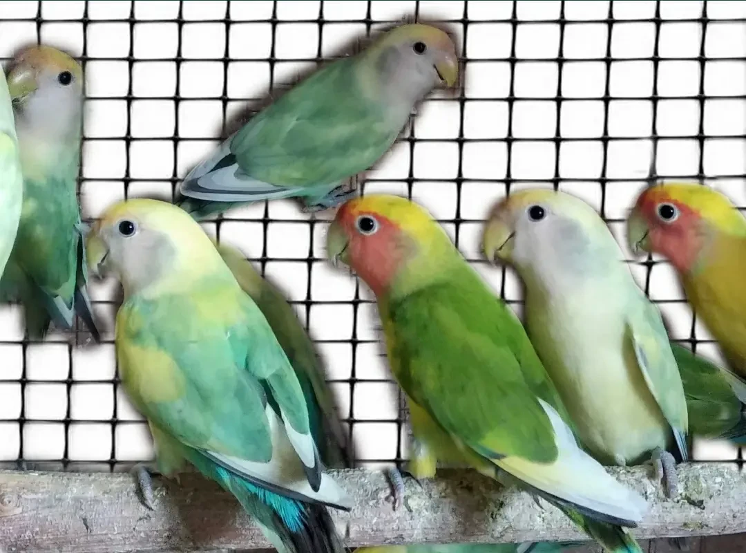 Волнистые попугаи неразлучники кореллы 7