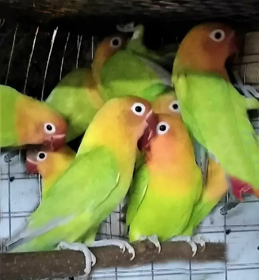 Волнистые попугаи неразлучники кореллы 3