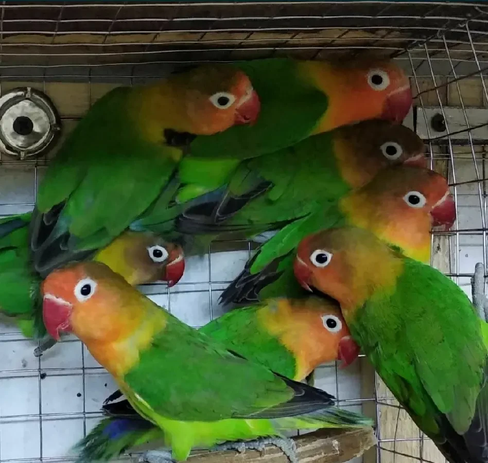Волнистые попугаи неразлучники кореллы 8