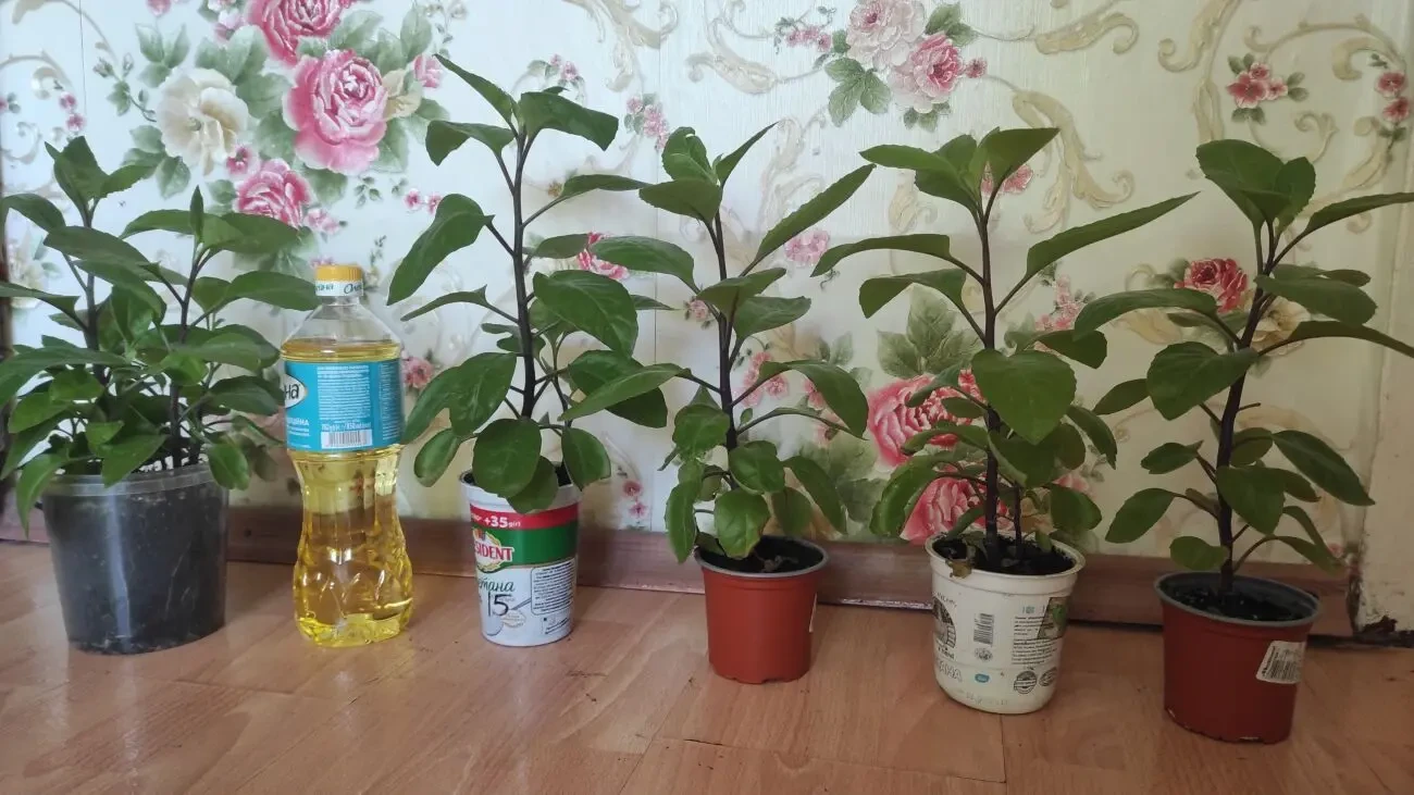 Джинура (Gynura procumbens)