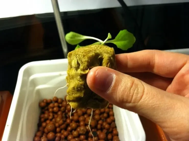 Проращивание семян 3