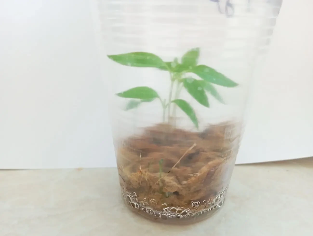 Проращивание семян 6