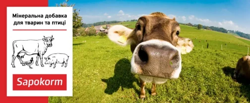 Сапокорм - природна мінеральна добавка до корму ВРХ