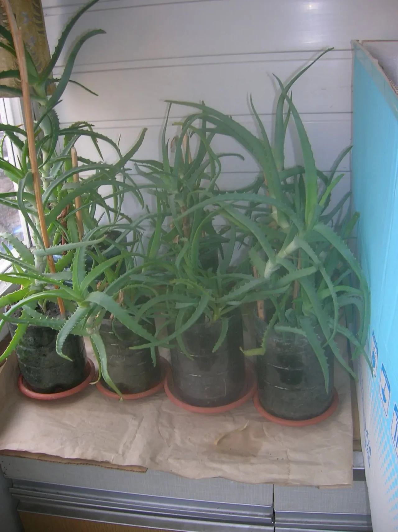 Столетник-цветок здоровья 3