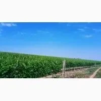 Продам Виноградный сырец Каберне 4