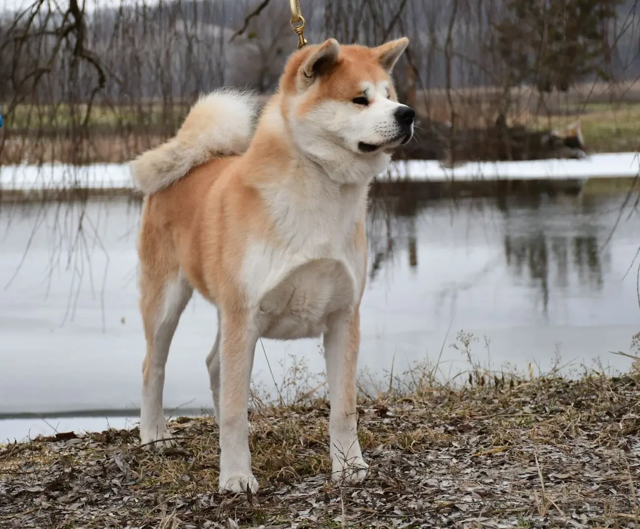 Кобель Акита-ину на вязку 4